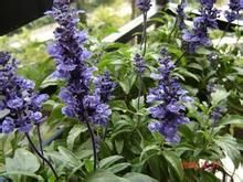 長花鼠尾草 長花鼠尾草