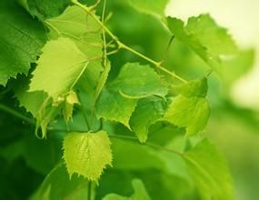 葡萄藤葉 葡萄藤葉