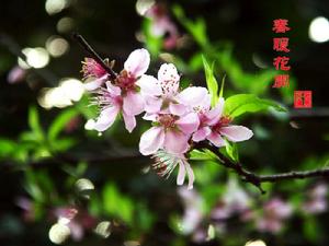 （圖）《春暖花開》