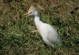 牛背鷺屬 牛背鷺屬