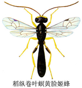 稻縱卷葉螟黃臉姬蜂 稻縱卷葉螟黃臉姬蜂