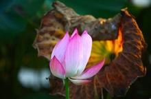 蘇宋村萬畝荷塘