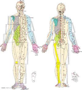 經絡[科普知識]