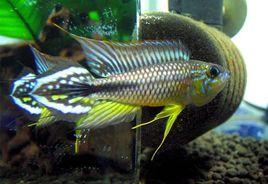 阿蓮卡藍袖鯛 阿蓮卡藍袖鯛