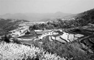 桑不老村 桑不老村