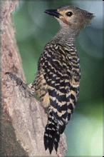 喀麥隆啄木鳥 喀麥隆啄木鳥