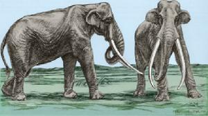 古菱齒象亞屬 古菱齒象亞屬