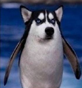 于謙微博中發的狗臉版企鵝