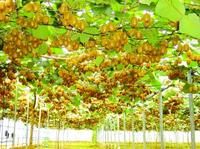 國際品種海沃德