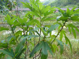 五爪龍[葎草的別稱]