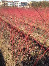 日本紅楓赤桿楓