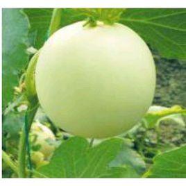 京玉一號 京玉一號