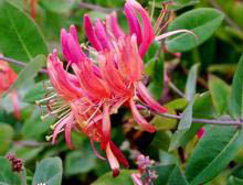 紅花金銀忍冬 紅花金銀忍冬