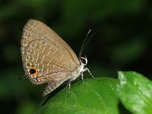 淡青波紋小灰蝶