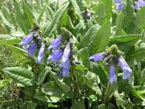 短冠鼠尾草 短冠鼠尾草