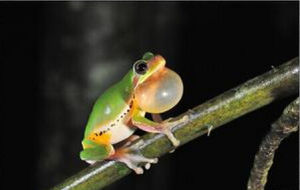 中國樹蟾 中國樹蟾