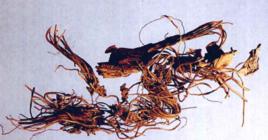 尾花細辛 尾花細辛