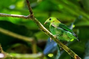 麗綠闊嘴鳥 麗綠闊嘴鳥
