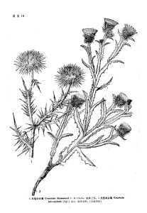 光苞刺頭菊（新擬）圖版16:2