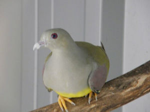 黃腹針尾綠鳩 黃腹針尾綠鳩