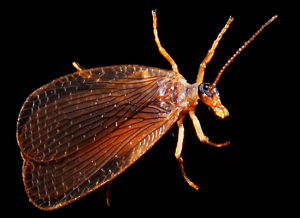 美蠍蛉科 美蠍蛉科