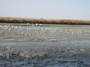 七虎林河和阿布沁河中下游濕地