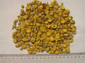 黑心黃芩 黑心黃芩