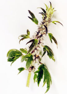 益母草鹼 益母草鹼