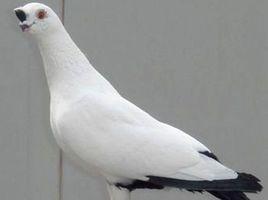 鐵翅黑點 鐵翅黑點