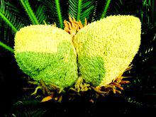 鐵樹花[蘇鐵科植物蘇鐵的花]