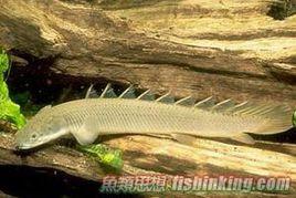 九角恐龍 九角恐龍