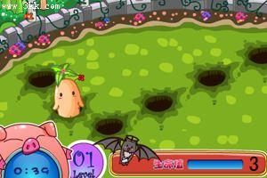 茶壺仔收穫人參 茶壺仔收穫人參