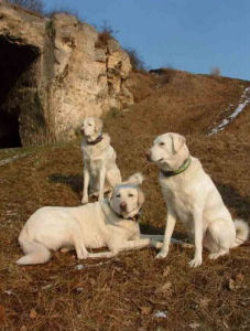 阿卡巴士犬 阿卡巴士犬