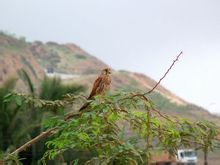 紅隼阿拉伯亞種 紅隼阿拉伯亞種