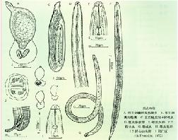 （圖）甜菜胞囊線蟲