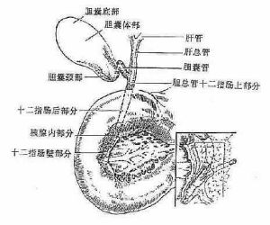 陶瓷樣膽囊