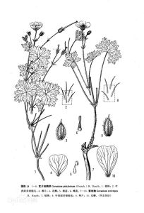 剛毛紫地榆 剛毛紫地榆