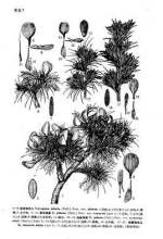 四川鬼箭 四川鬼箭