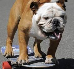 鬥牛犬提爾曼 鬥牛犬提爾曼