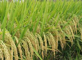 延邊大米 延邊大米