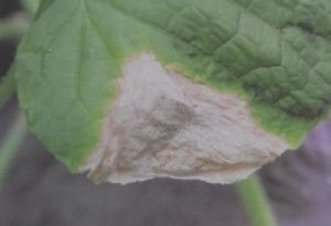 藥用植物絲瓜輪紋斑病 藥用植物絲瓜輪紋斑病