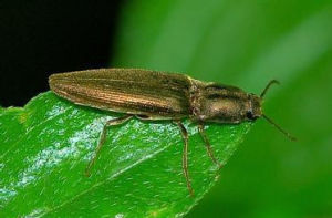 隱唇叩甲科 隱唇叩甲科