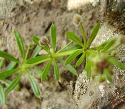 黑花茜草 黑花茜草