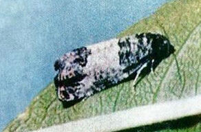 芽白小卷蛾 芽白小卷蛾