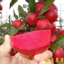 紅肉蘋果 紅肉蘋果