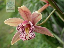 蕙蘭素心 蕙蘭素心