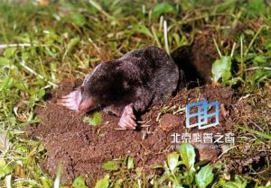 怒江鼩鼴 怒江鼩鼴