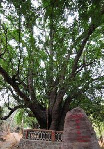 酸角樹王 酸角樹王