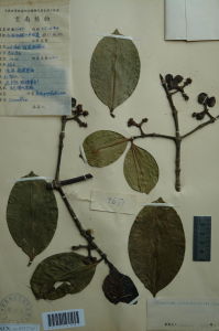 大葉竹節樹 大葉竹節樹