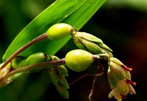 薏米[禾本目、禾本科草本]